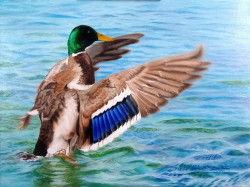 Oil painting of a colorful mallard duck landing on water.