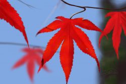 Digital painting of red maple leaves against a blue sky.
